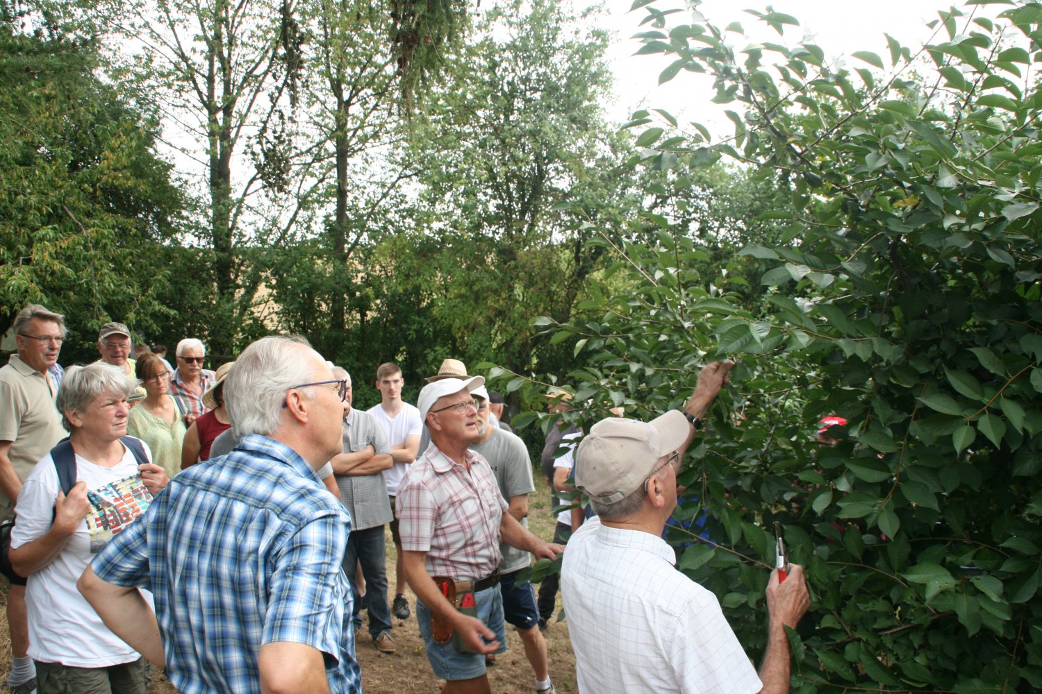 Sommerschnittkurs im Lehrgarten des Obst-und Gartenbauvereins 