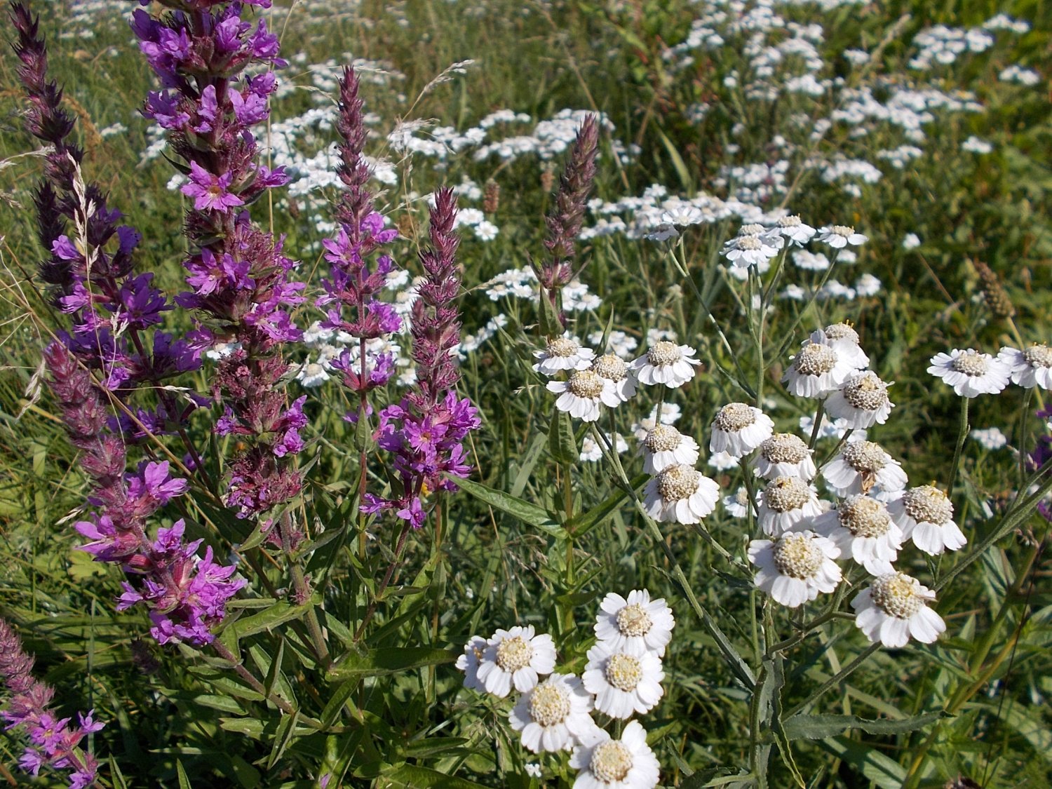 Blutweiderich und Sumpf-Schafgarbe bestimmen den Blühaspekt im Juli.