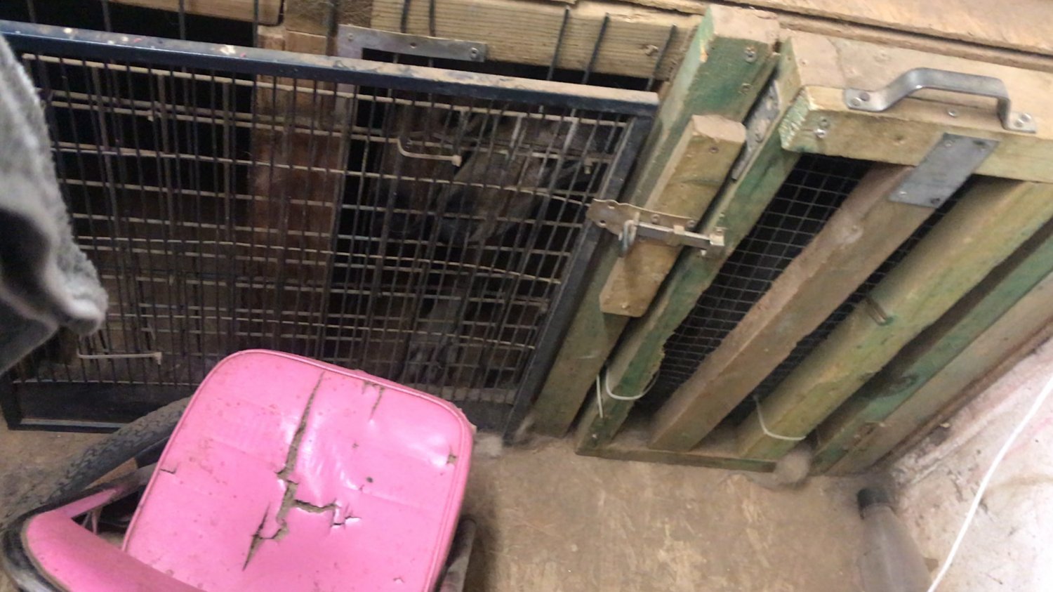 Dramatische Zustände in Hundezentrum