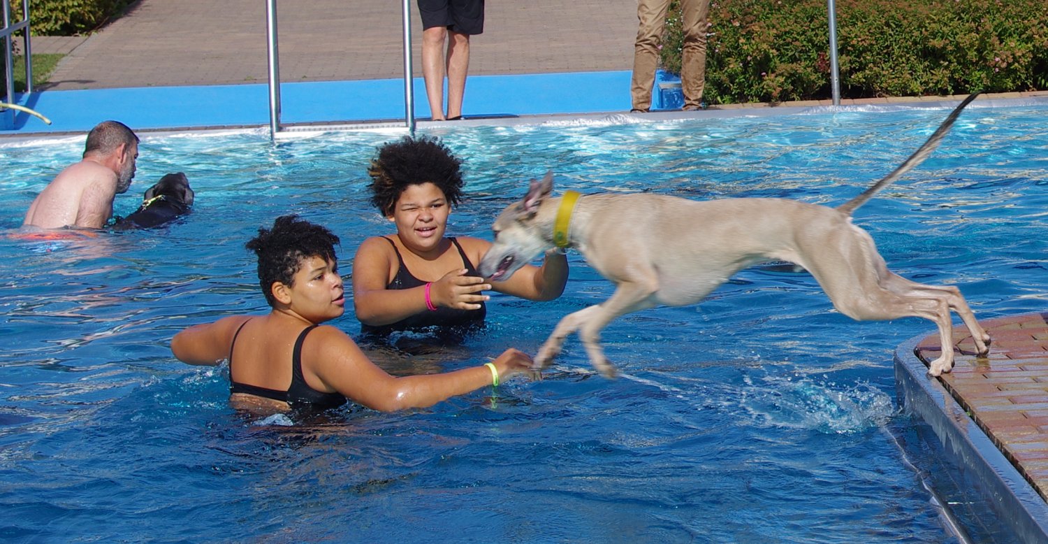 Wächtersbacher Familienbad hat zum Saisonfinale Hundebesitzer eingeladen.
