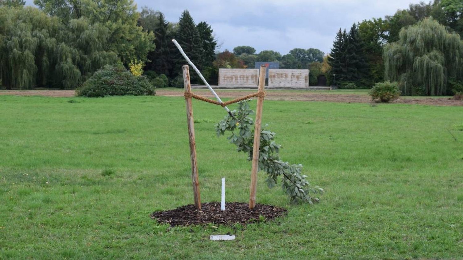 Die abgesägte Eiche in Zwickau.