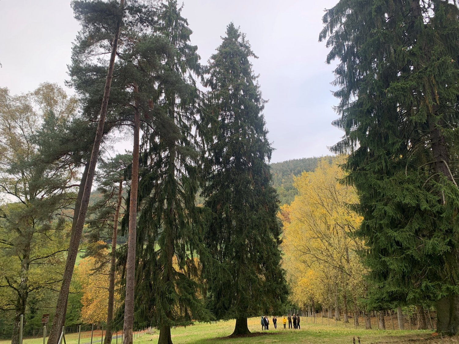 Der neue Frankfurter Weinachtsbaum