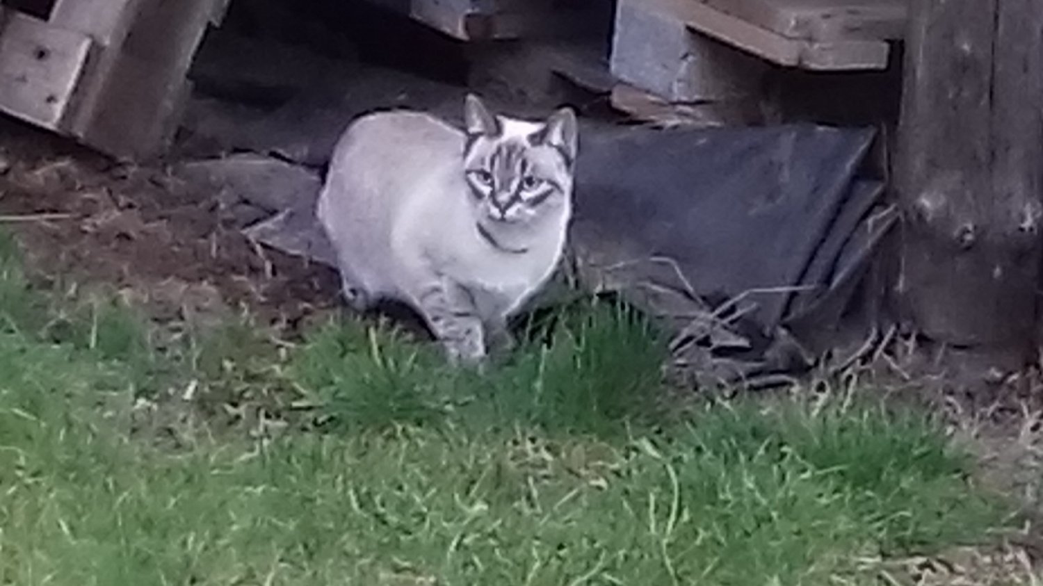 Katze Kimba wird in Herolz schmerzlich vermisst