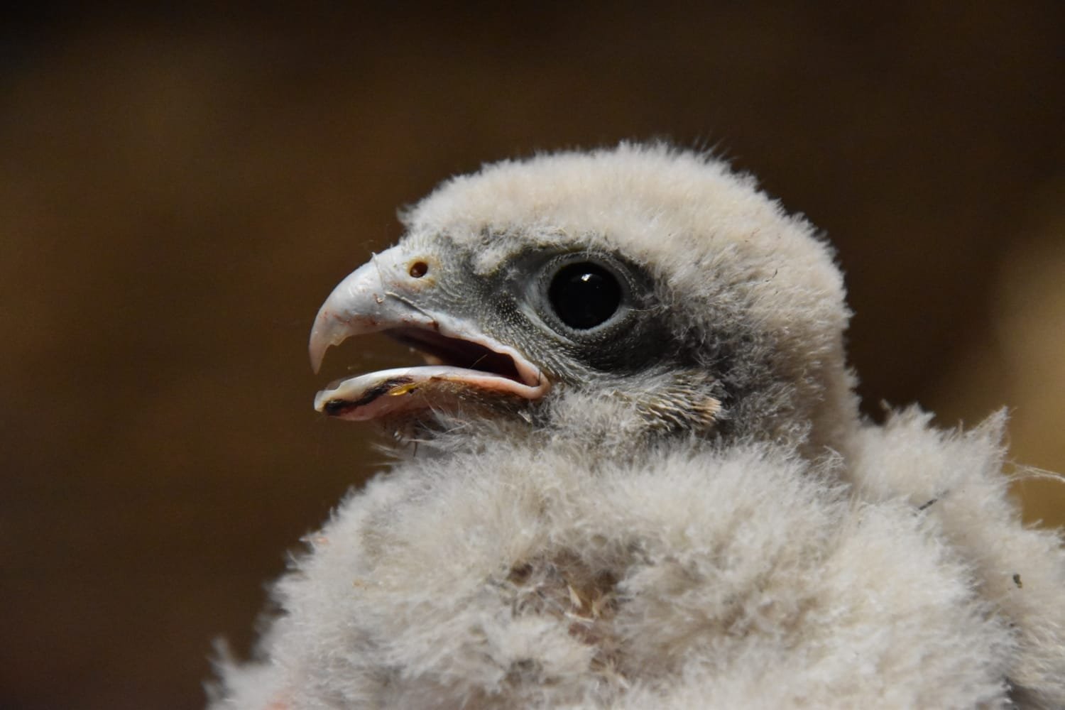 Ein junger Turmfalke im Detail 