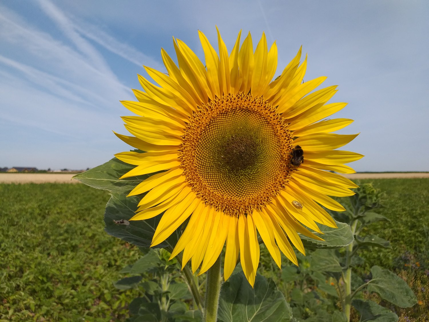 Die Kampagne „MKK blüht“ trägt Blüten.