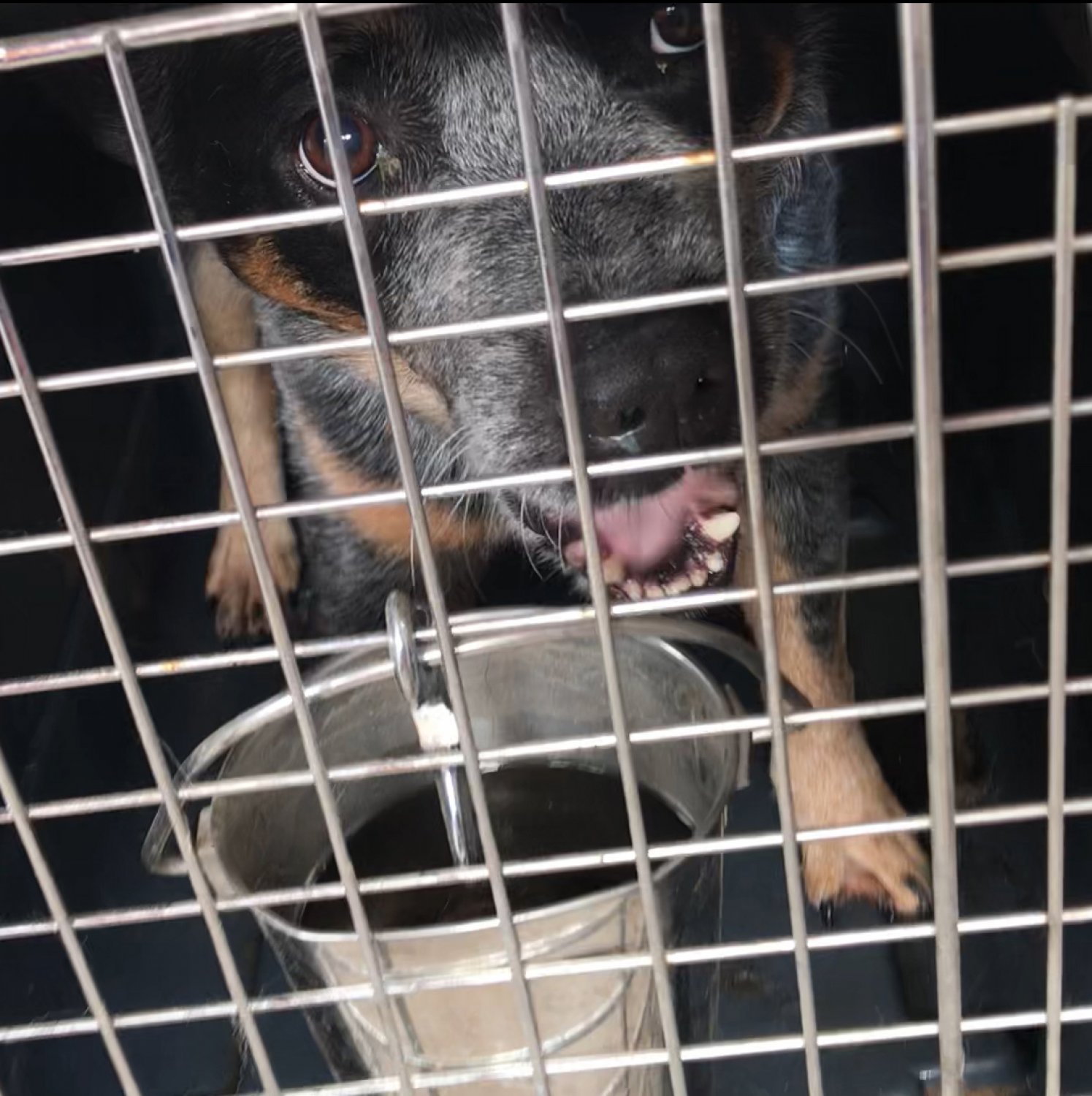 Einer der Hunde, die viele Stunden in einer Box verbringen mussten.