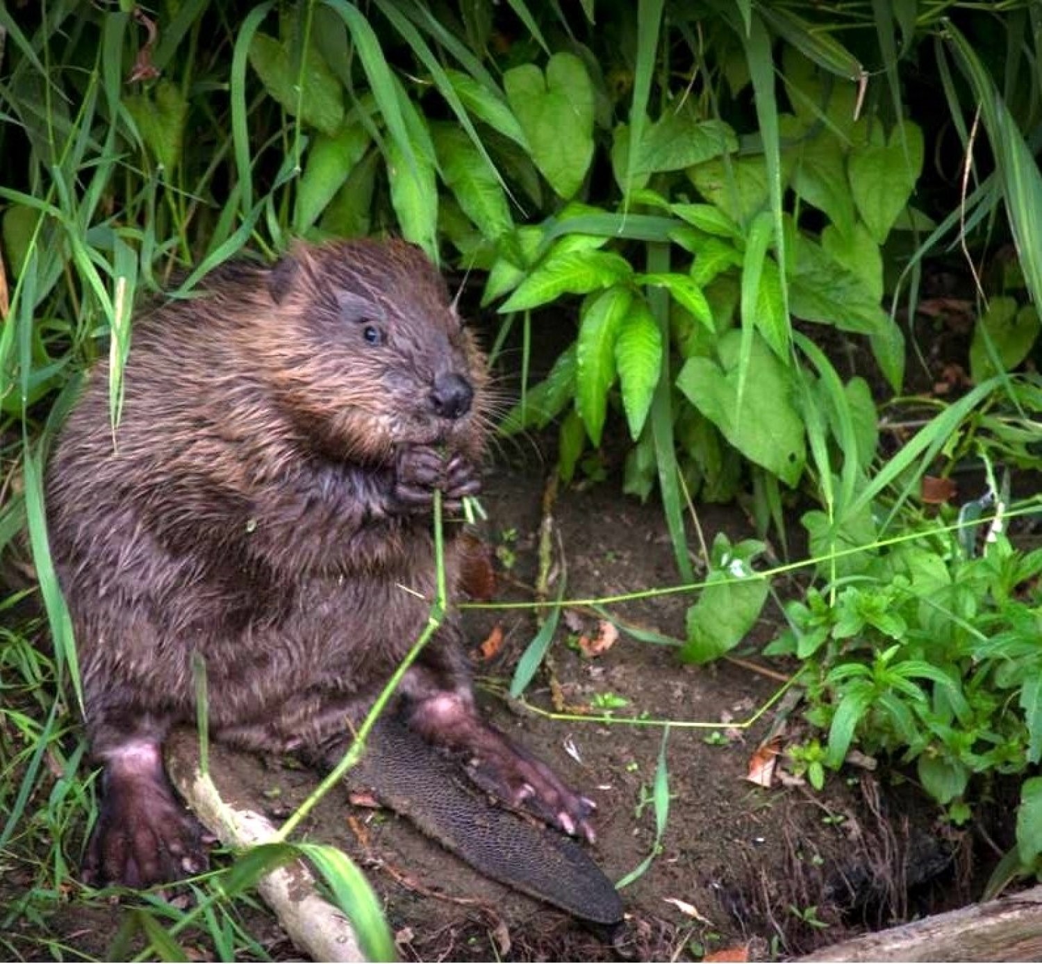 Warum ist der Biber ein so geschickter Baumeister der Natur? Das erfahren Kinder und ihre Eltern bei den Erlebnisführungen des Naturparks Hessischer Spessart.