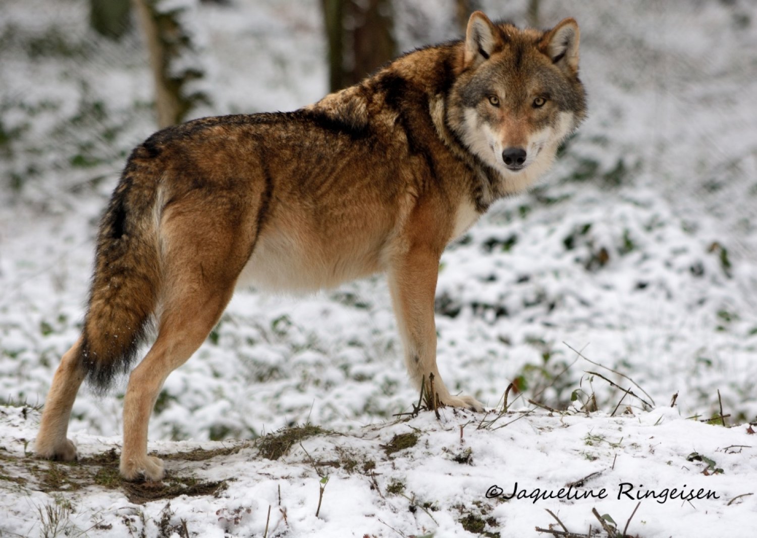 Wolfsrüde Siegfried