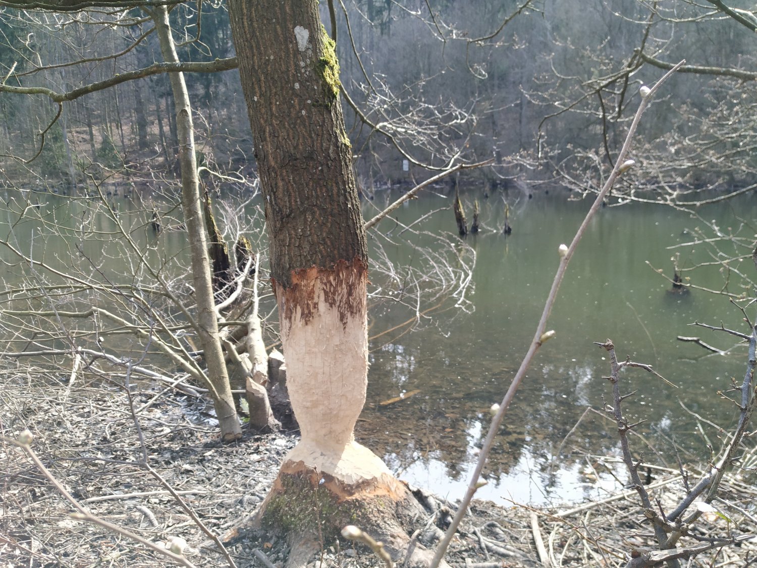Erste Spuren am Lochborner Teich aufgetaucht.