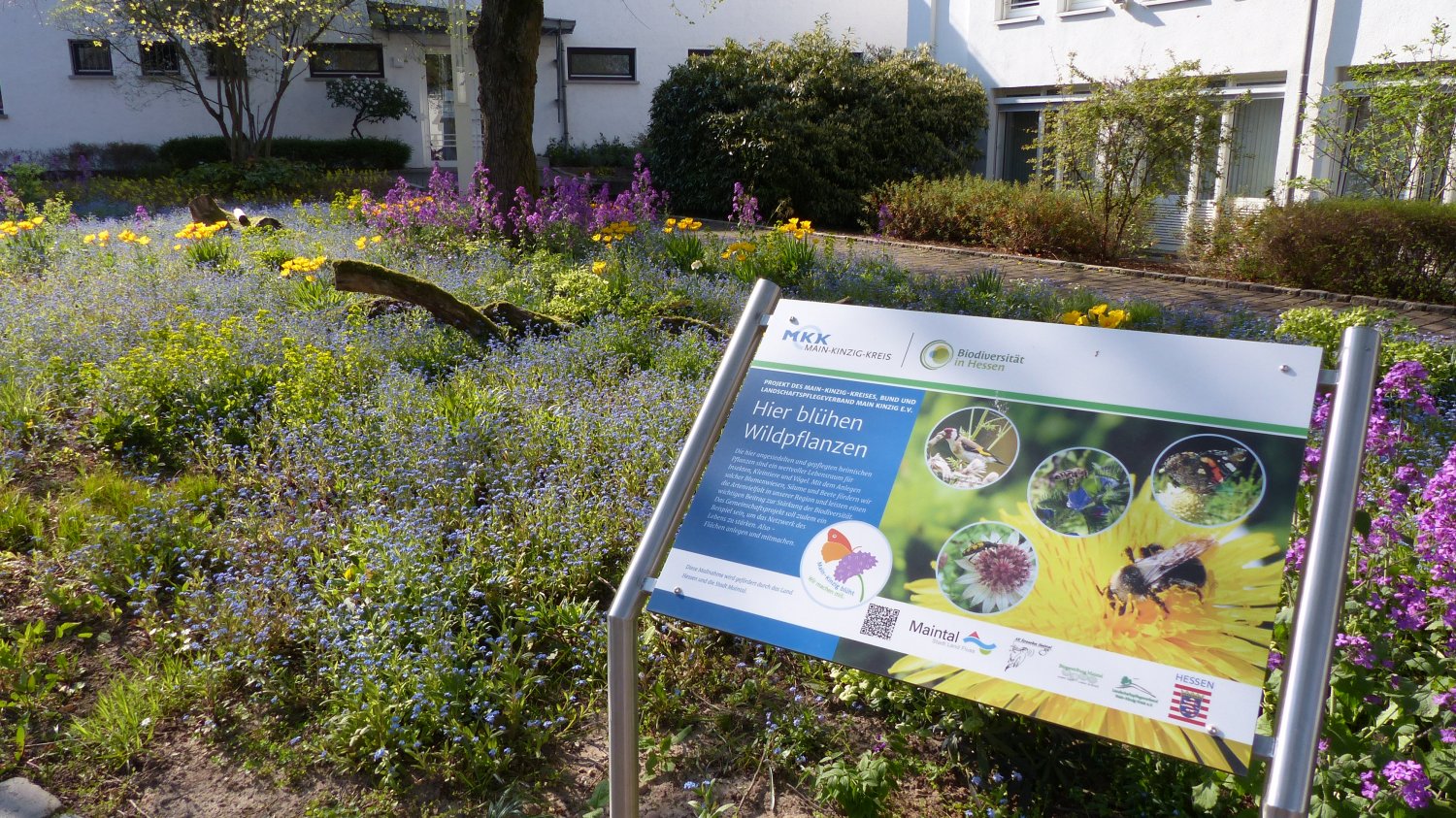 Im April vorigen Jahres wirkte die Grünfläche vor dem Rathaus noch recht karg. Nun hat sie sich in eine farbenprächtige Wildblumenwiese verwandelt