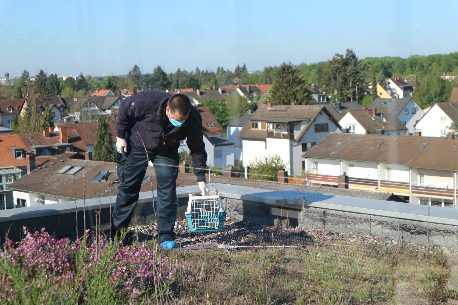 Mit Fangnetz und Transportbox rückten zwei Feuerwehrmänner an, um eine Entenfamilie von der Dachterrasse des Wohnstifts Hanau zu retten.