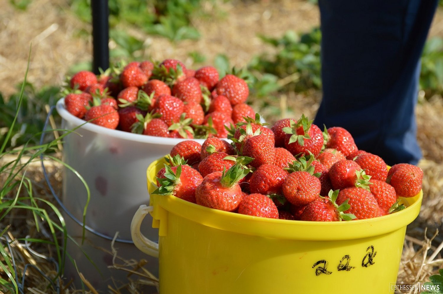 Im Mai heißt es wieder: Ab auf die Felder und leckere Erdbeeren pflücken.