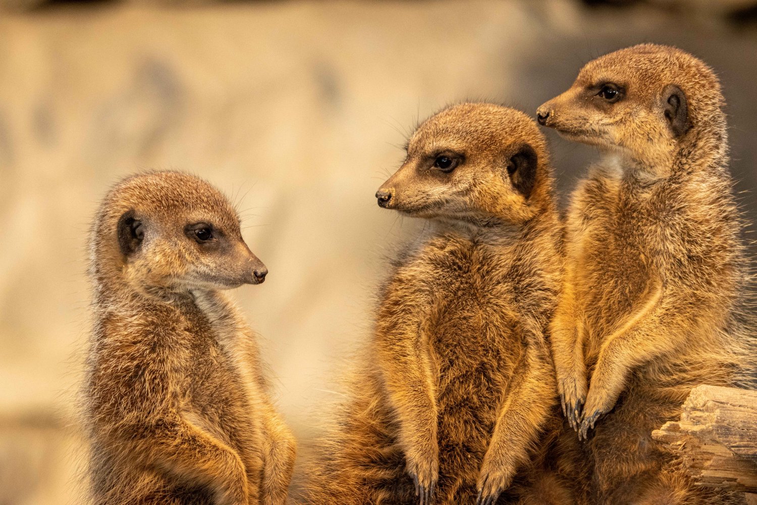 Auch die Erdmännchen freuen sich sicher auf die Besucher in den Zoos