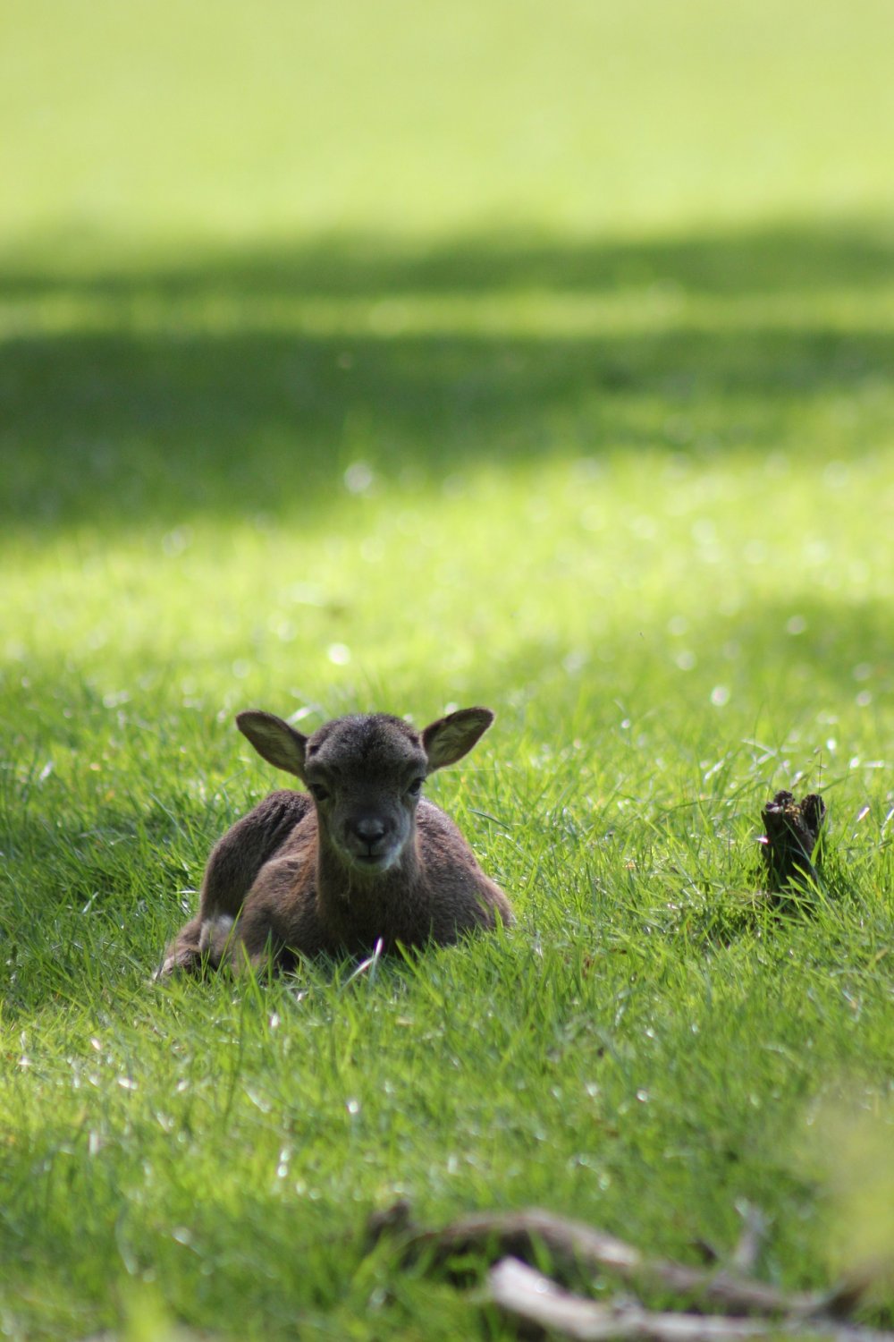 Zehn Mufflon-Lämmer sind aus dem Hanauer Wildpark verschwunden.