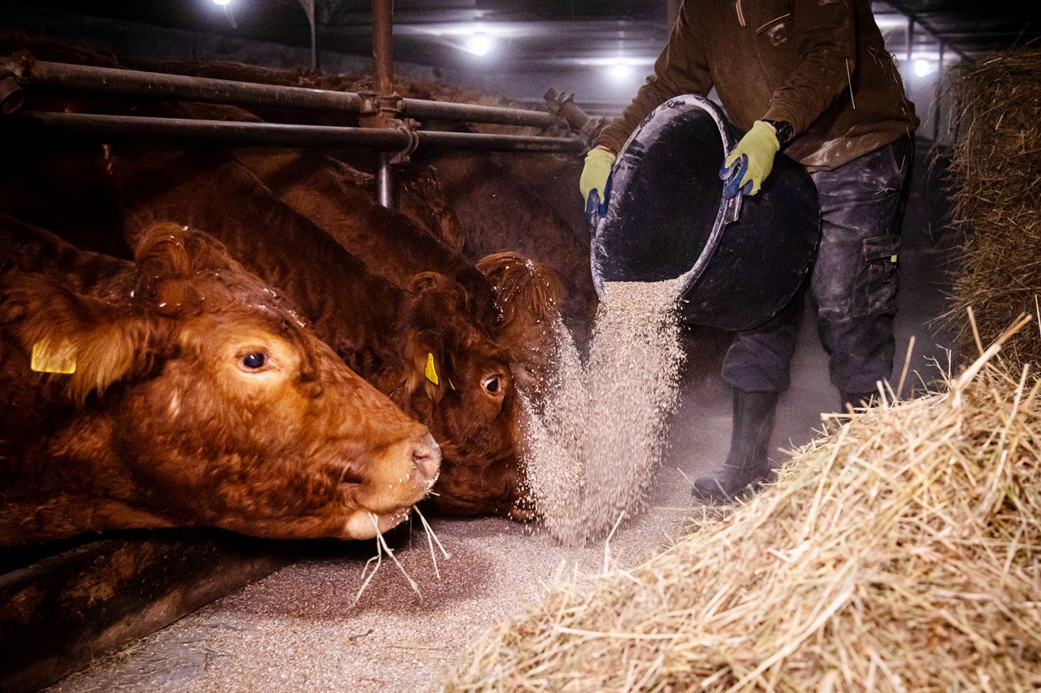 Jeden Morgen früh füttern, aber jetzt selbst auf Diät: Wer in der Landwirtschaft arbeitet, muss künftig um die Zusatzrente fürchten. Davor warnt die Agrar-Gewerkschaft IG BAU.