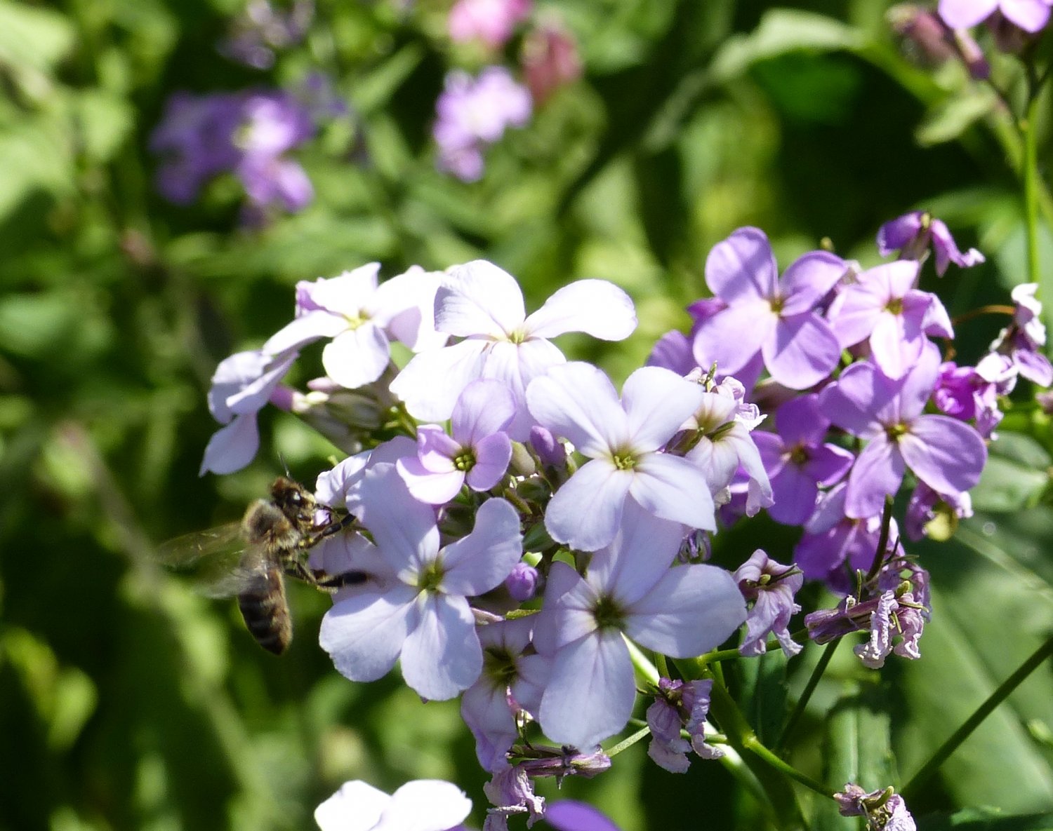 Wer seinen Garten insektenfreundlich gestaltet, unterstützt nicht nur den Artenschutz und schafft einen echten Blickfang, sondern kann auch etwas gewinnen. Die Stadt Maintal sucht noch bis 19. Juni den insektenfreundlichsten Vorgarten.