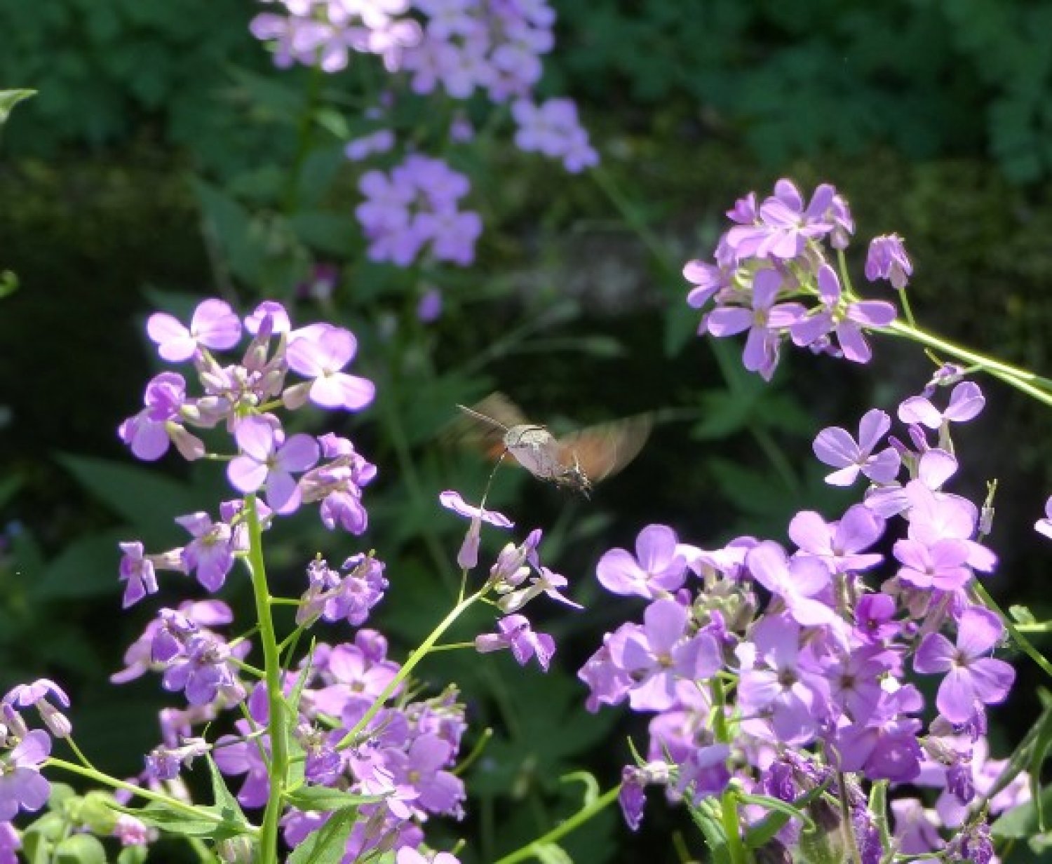 Wer seinen Garten insektenfreundlich gestaltet, unterstützt nicht nur den Artenschutz und schafft einen echten Blickfang, sondern kann auch etwas gewinnen. Die Stadt Maintal sucht den insektenfreundlichsten Vorgarten.