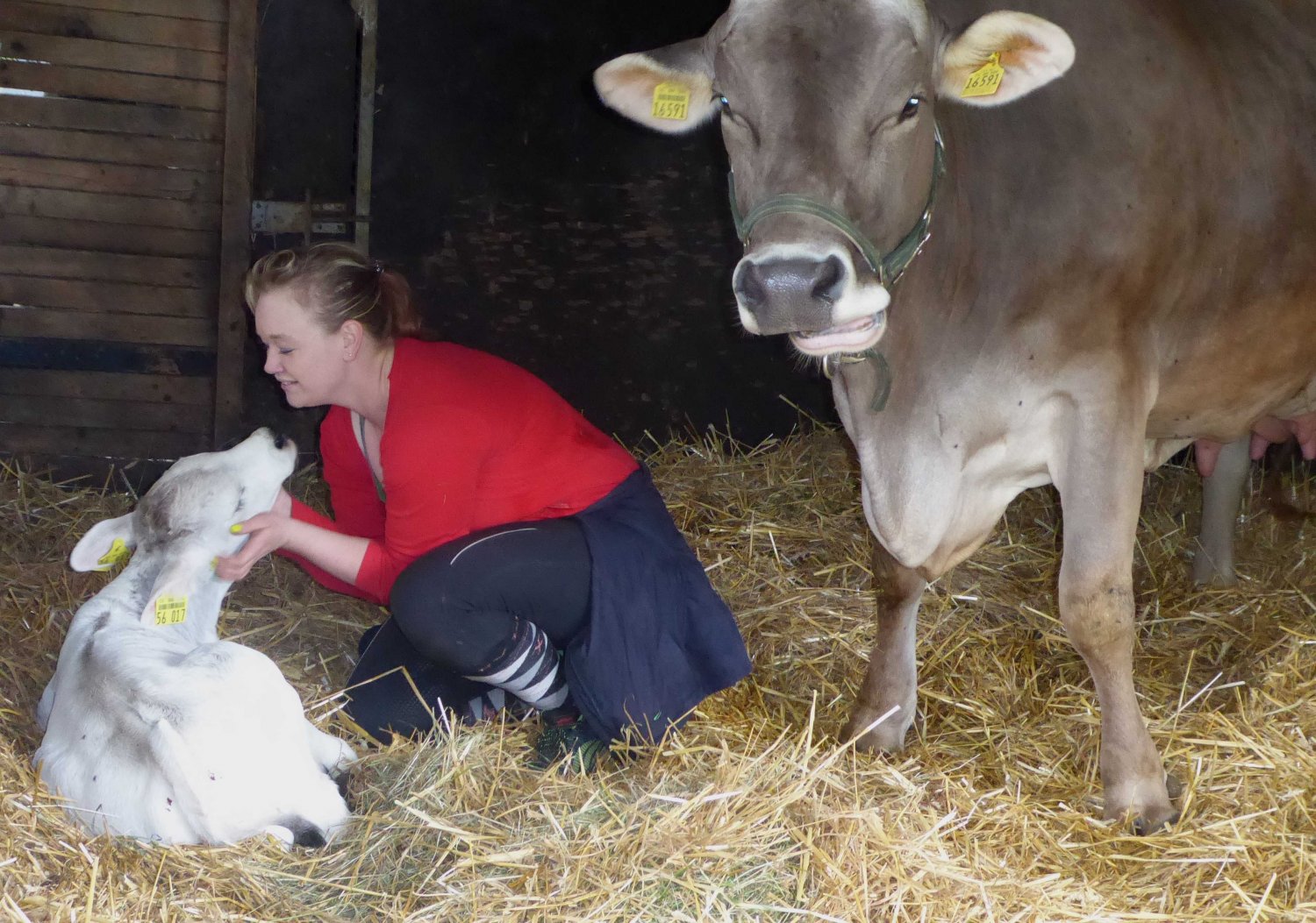 Herzlich begrüßt: Das Bullenkälbchen