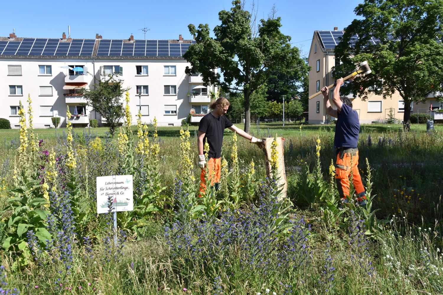 Wie hier im Lamboy stellten HIS-Auszubildende im Stadtgebiet 22 Insektenhotels auf.
