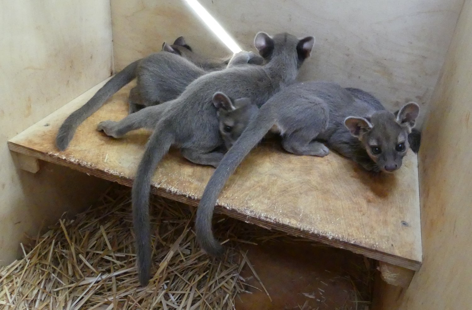 Vierlinge bei den Fossas im Katzendschungel