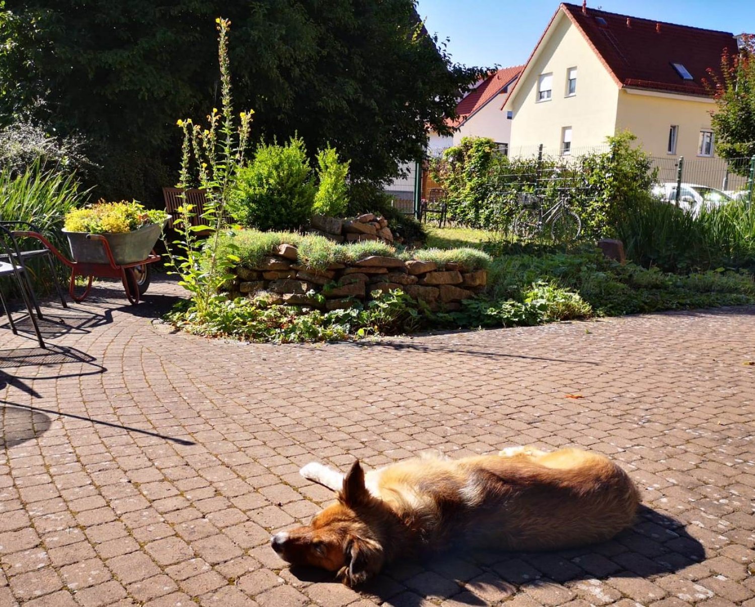 Hündin Rosa genießt die Nachmittagssonne im Garten des Seniorenzentrums Biebergemünd