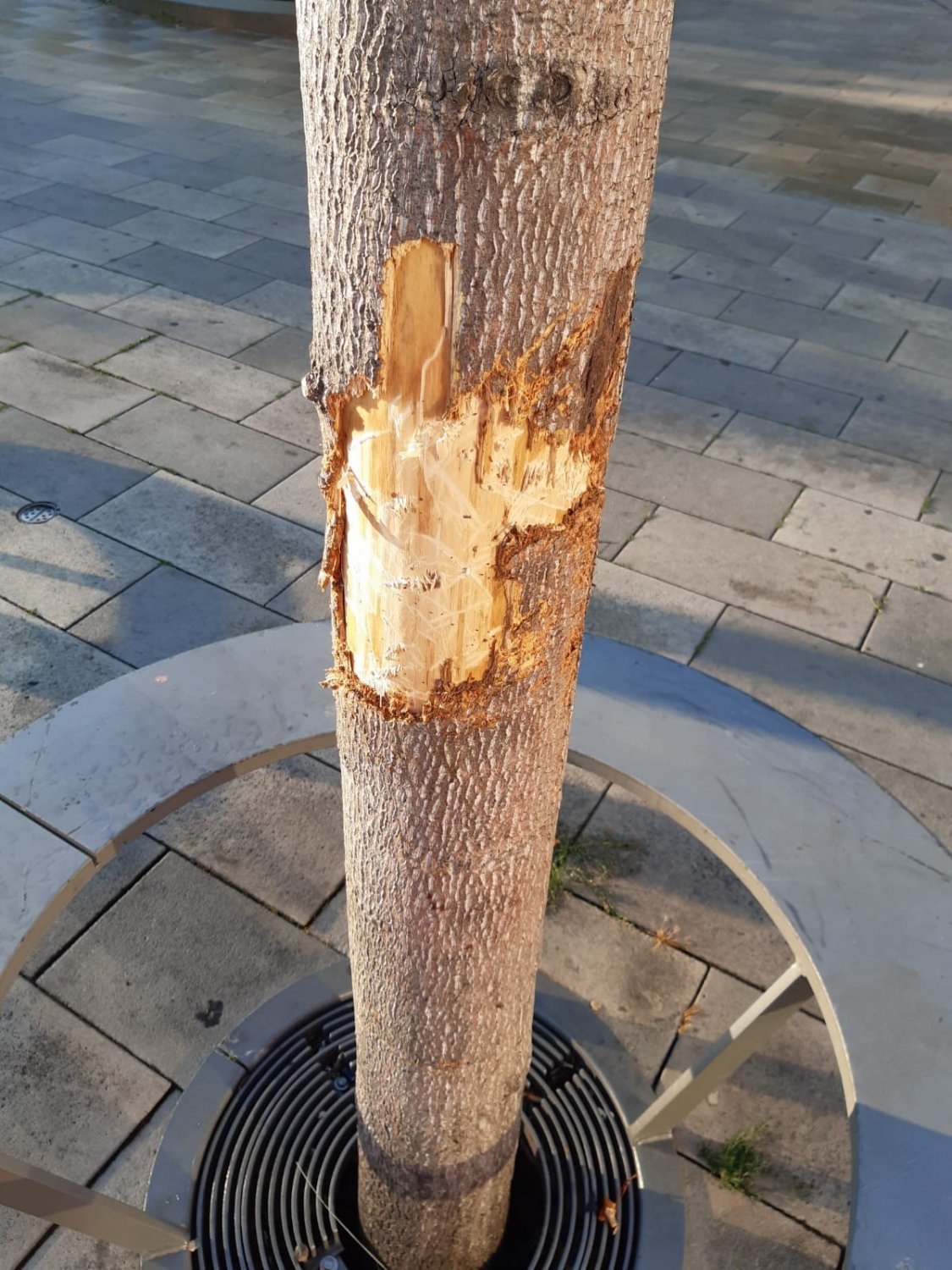 Tulpenbaum mit offener Wunde