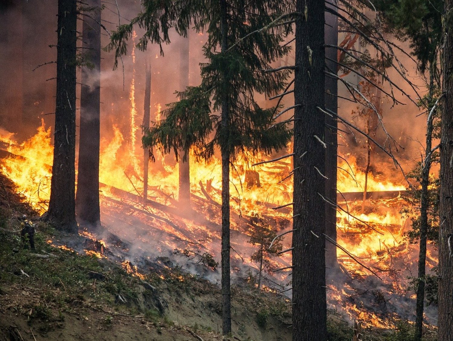 Umweltministerium hebt die am 6. August 2020 in Kraft gesetzte Waldbrandalarmstufe A, die zweithöchste Stufe, mit sofortiger Wirkung auf.