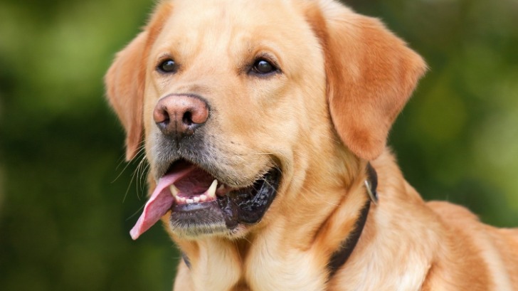 Hund erleidet epileptischen Anfall und stirbt Warnung vor Giftködern