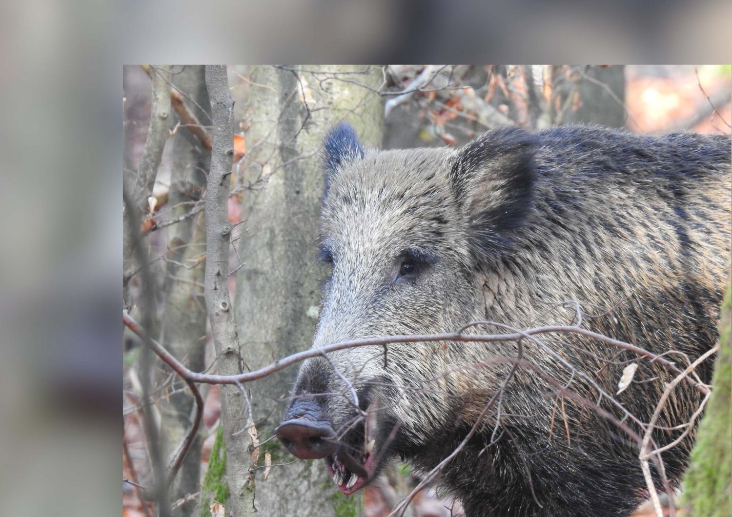Die ASP ist in Deutschland angekommen
