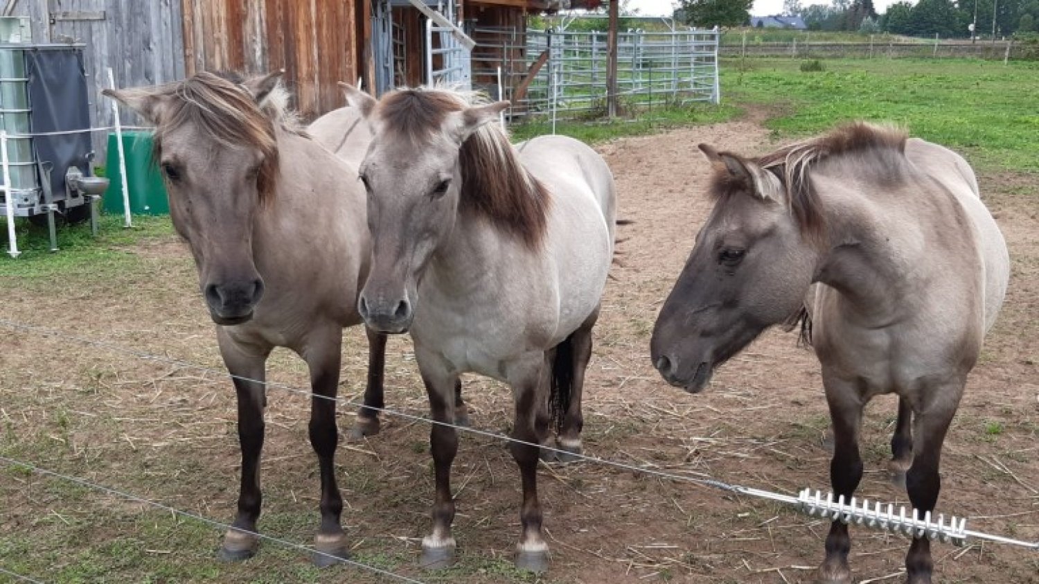 Die drei Koniks Inka, Nanni und Ophelia wohnen am Hässeler Weiher