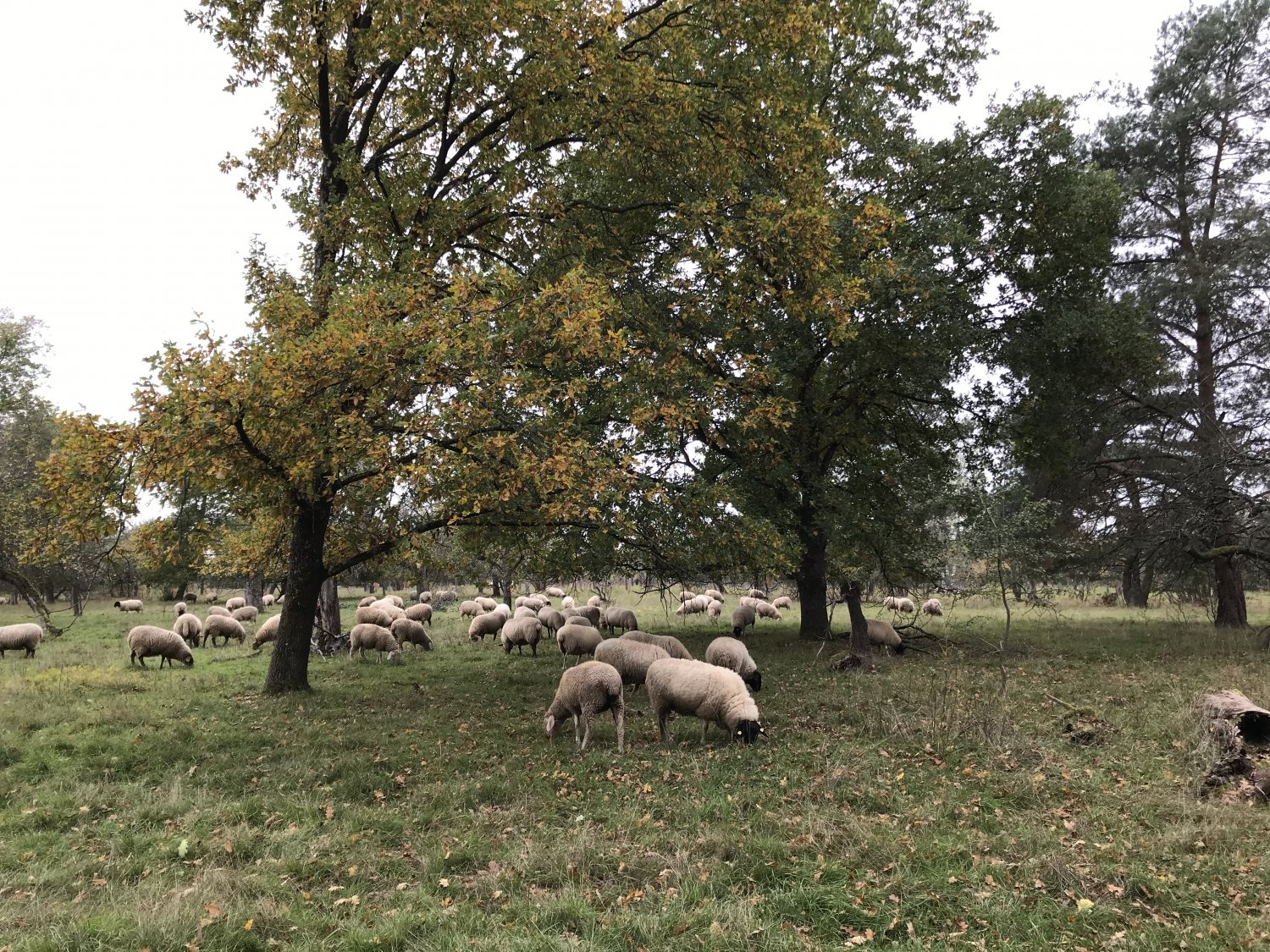 Obstbäume und Magerrasen sollen sich am Gailenberg besser entwickeln können. Dazu tragen auch die weidenden Schafe bei