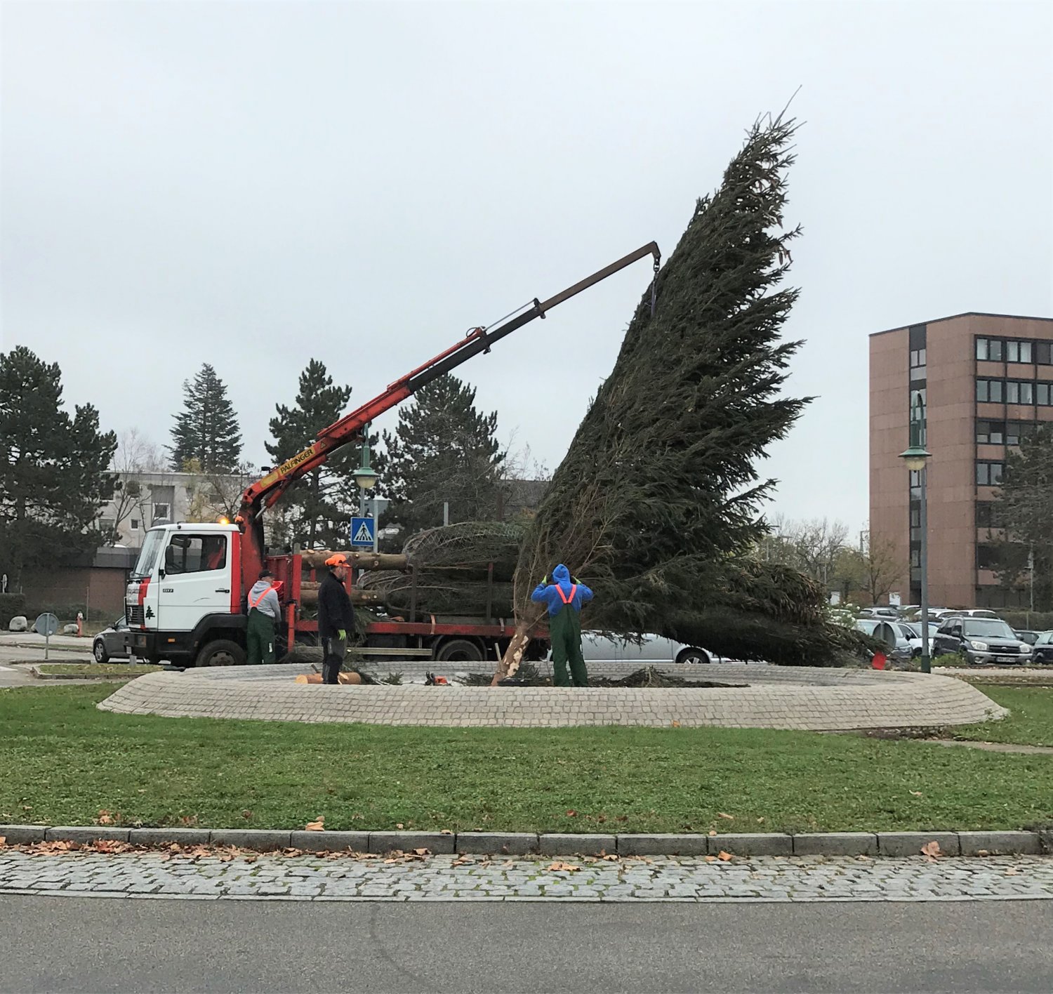 Im Kreisel Dettinger Straße hat HIS in diesem Jahr den ersten von 26 Weihnachtsbäumen aufstellen lassen.