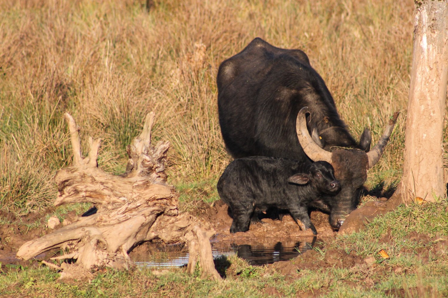 Erst wenige Tage alt ist das dritte Kalb, das auf den Erlenseer Weideswiesen geboren wurde.