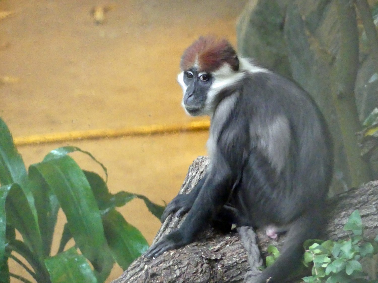Drei Rotscheitelmangaben sind im Zoo in Frankfurt am Main im Menschenaffenhaus eingezogen