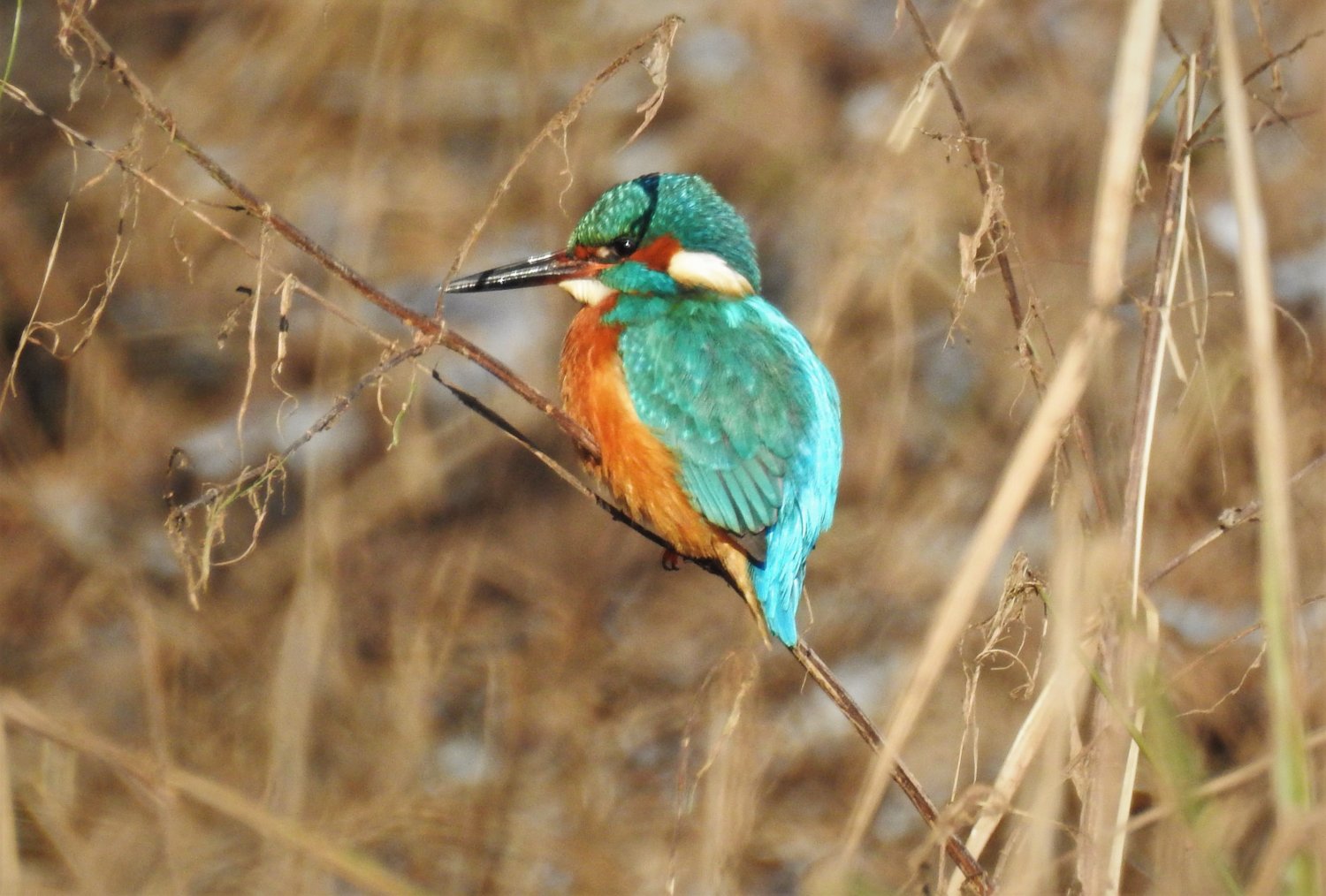 Der Eisvogel am Kinzigsee