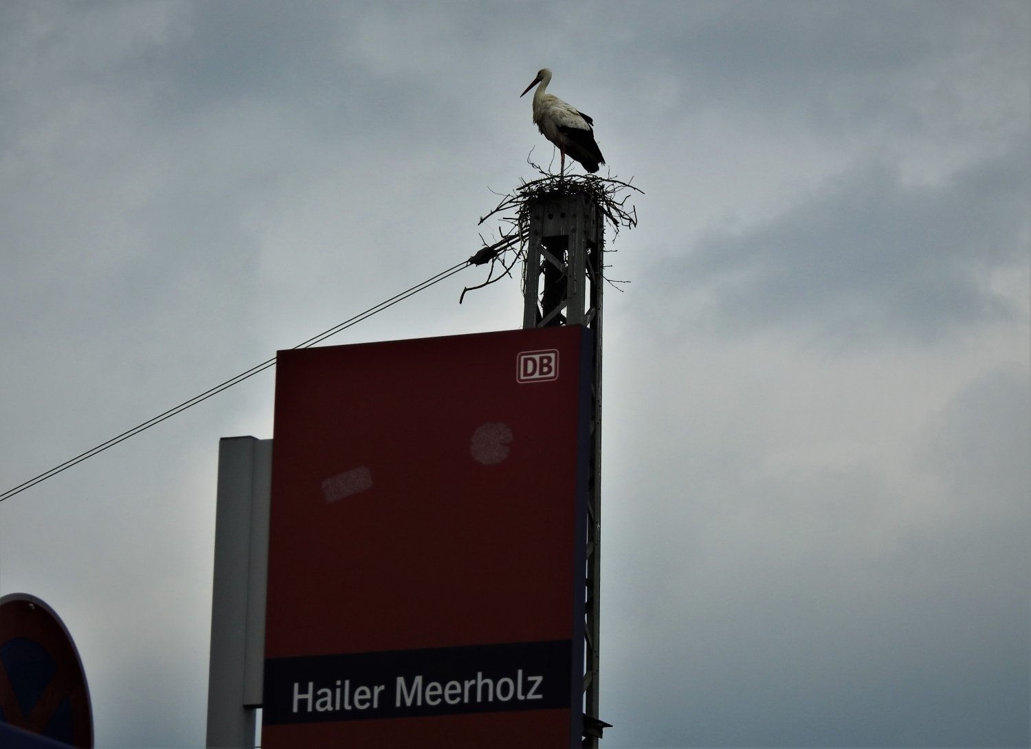 Storche am Bahnhof Hailer-Meerholz.