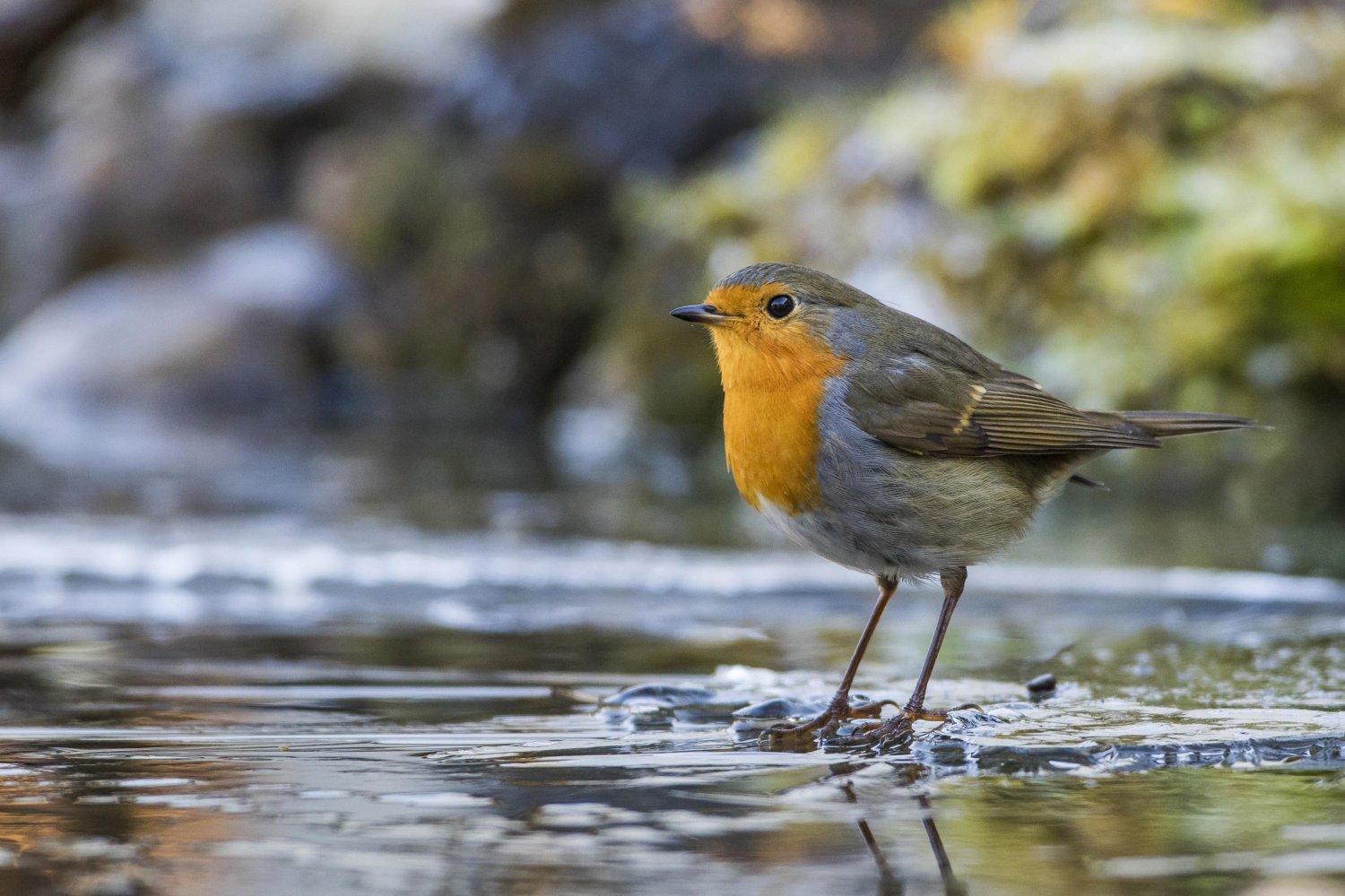 Das Rotkelchen ist der Vogel des Jahres 2021