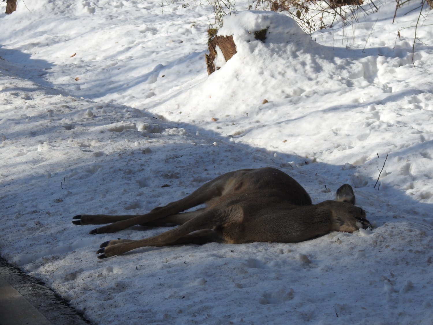Viele Rehe werden jährlich überfahren