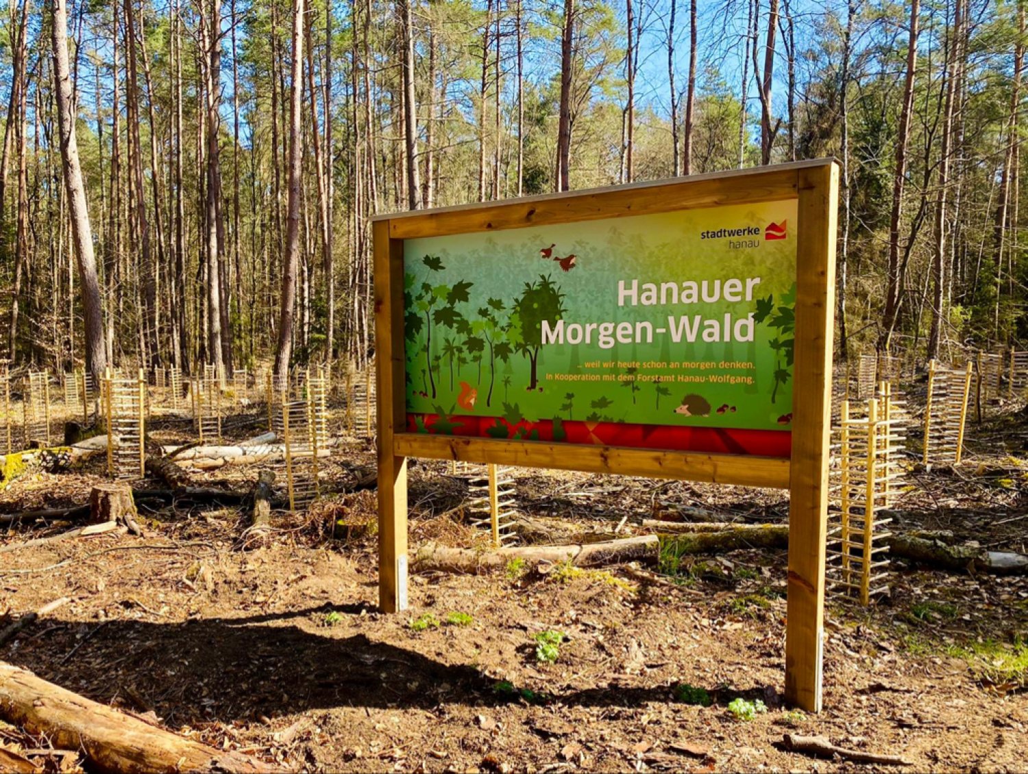 die Aufforstungsfläche am Günter-Henrich-Weg 