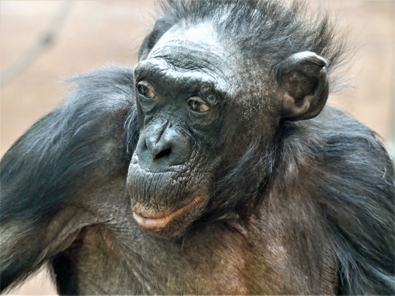 Bonobo Margrit feiert ihren 70. Geburtstag