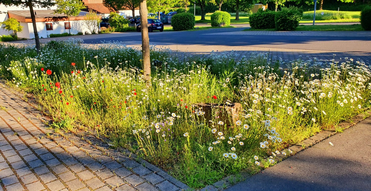 An etlichen Stellen im Gründauer Gemeindegebiet wurden in jüngster Vergangenheit Blühflächen angelegt, hier am kleinen Parkplatz am Bürgerhaus Gründau-Lieblos.