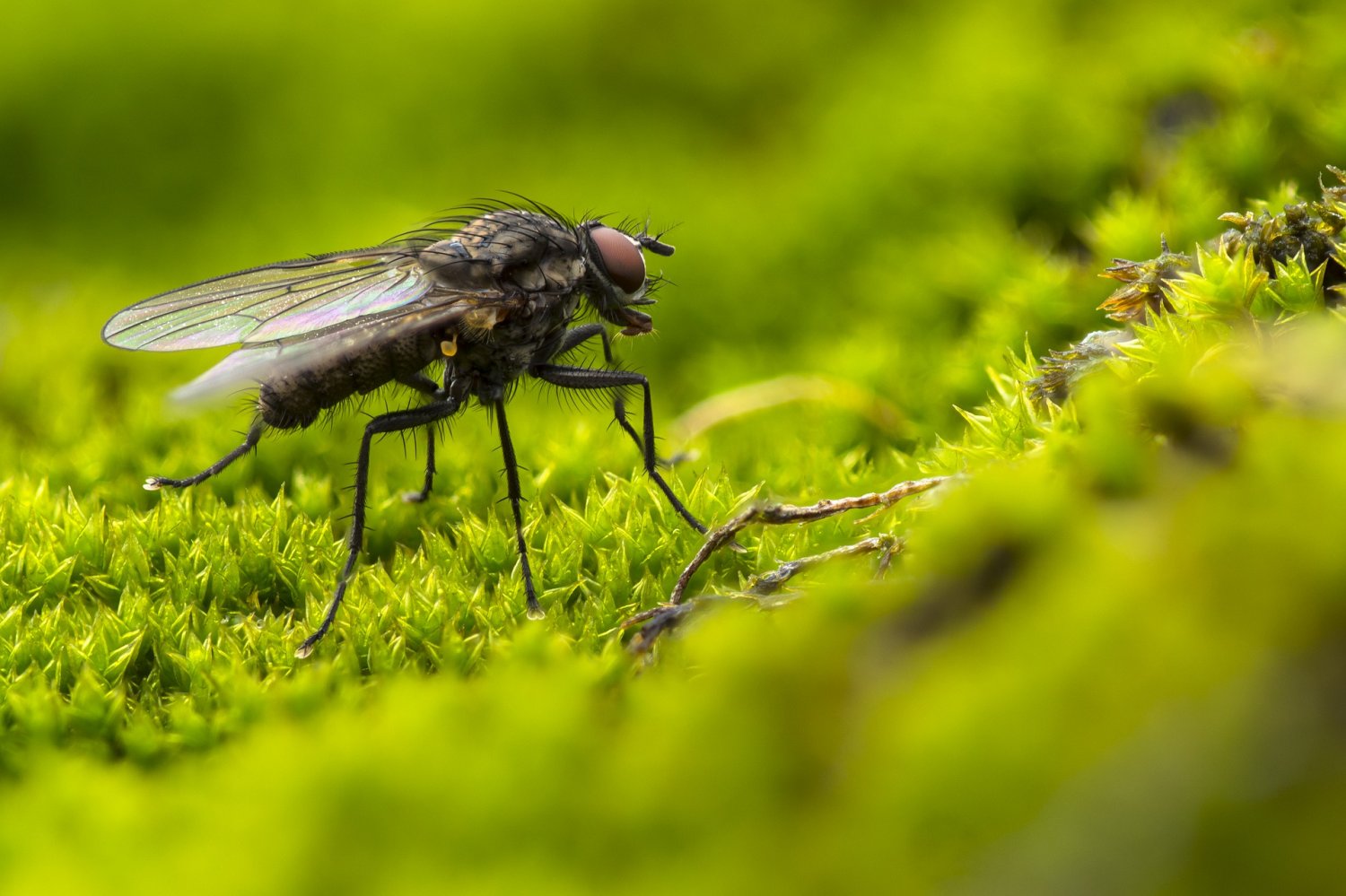 Die Gemeinde Gründau wird insbesondere in den Sommermonaten von Scharen an Fliegen heimgesucht.