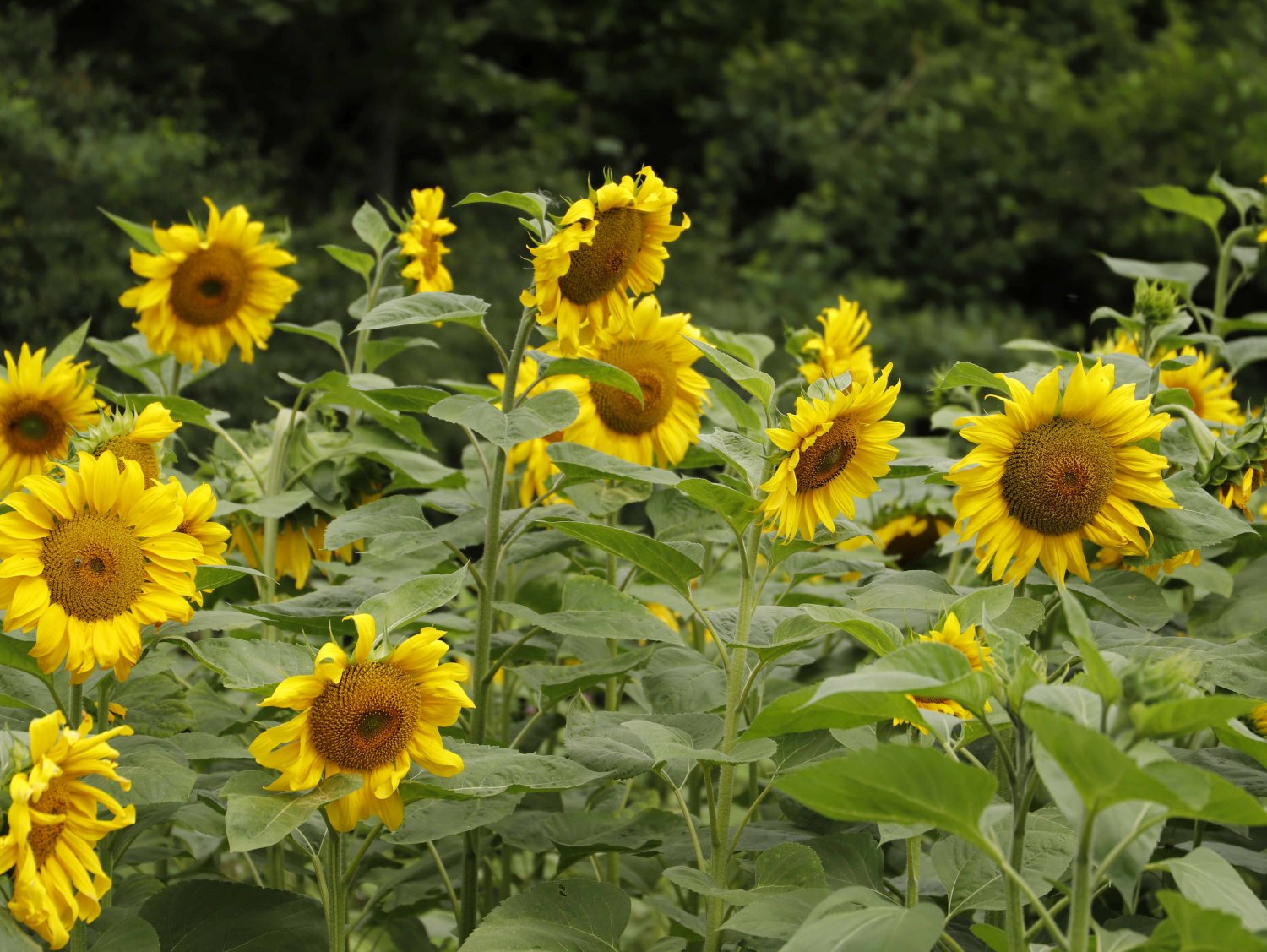 Die Sonnenblumen blühen wieder auf Osthessens Wiesen. Wenn das mal kein gutes Zeichen für ein Sommercomeback ist...