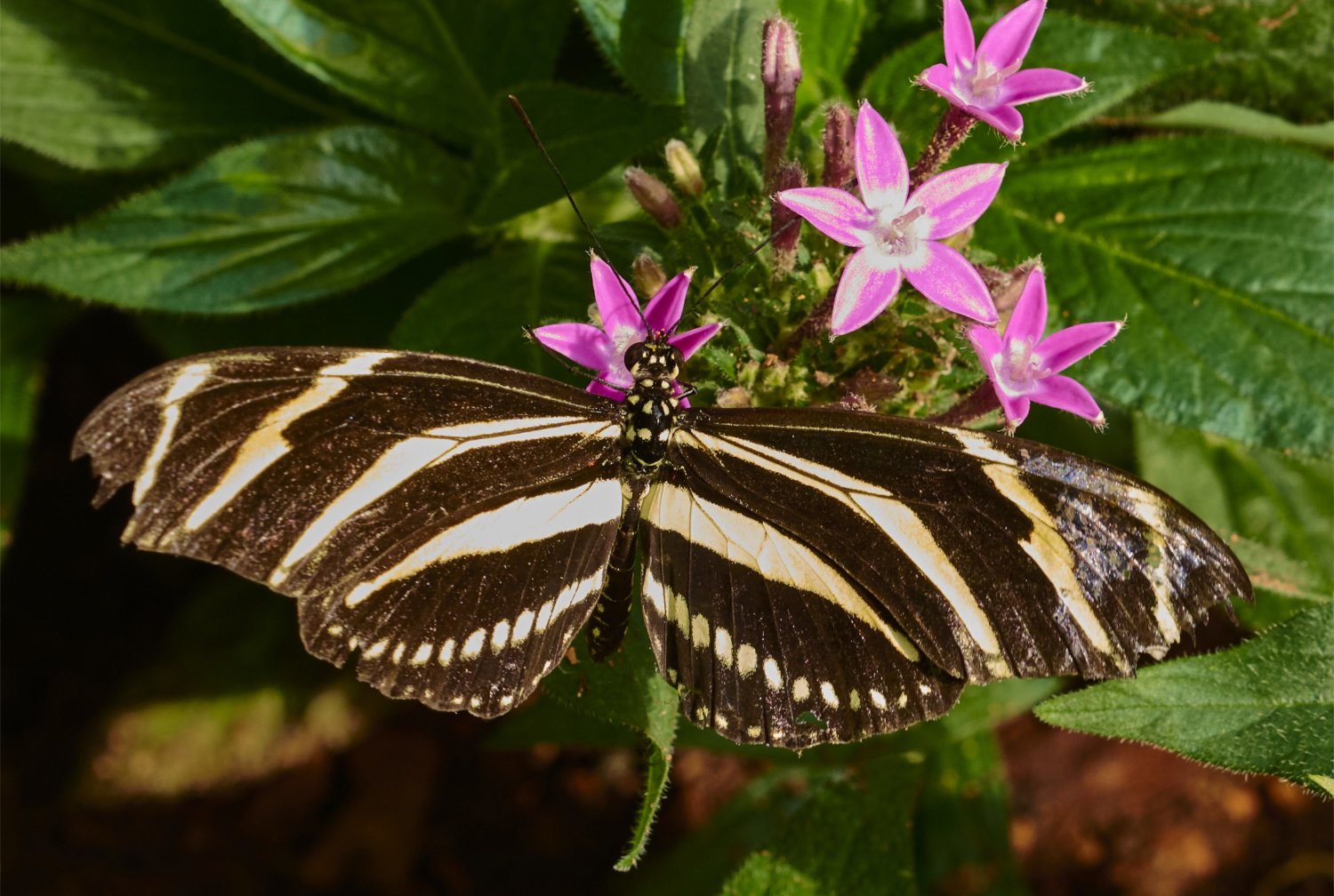 Seit der Eröffnung seines Blüten- und Schmetterlingshauses erlebt der Palmengarten einen regelrechten Besucheransturm.