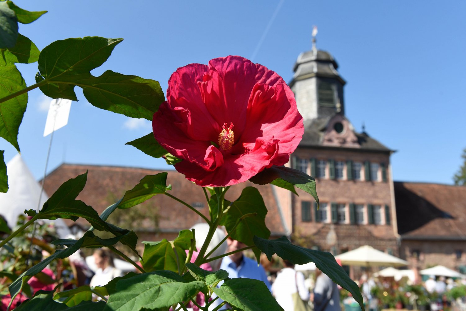 Mit KINZIG.NEWS 3x2 Karten fürs Fürstliche Gartenfest Schloss Wolfsgarten gewinnen!