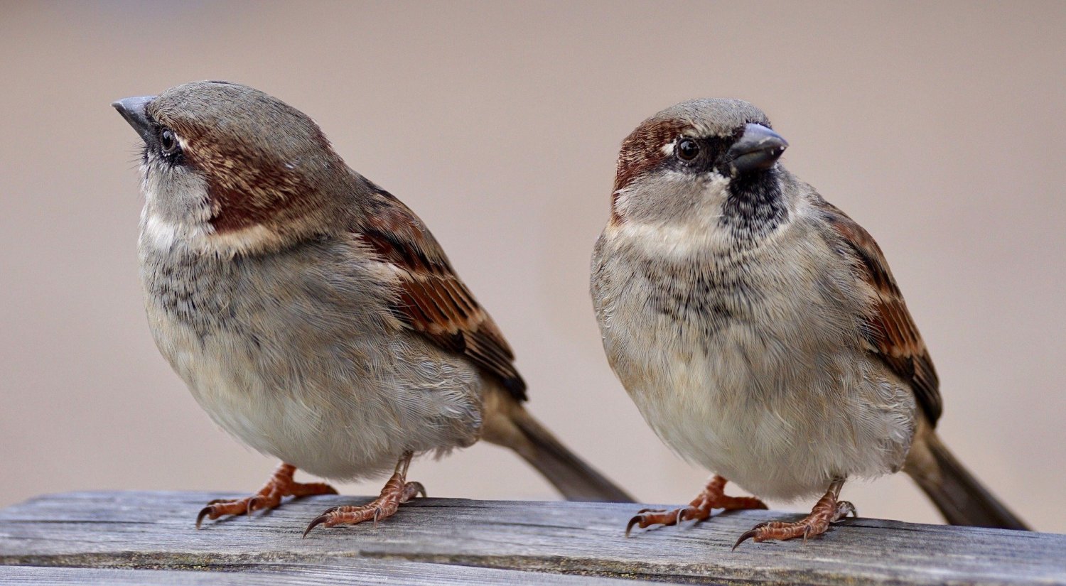 NABU Hessen erklärt, warum gerade so wenige Vögel gesehen werden.