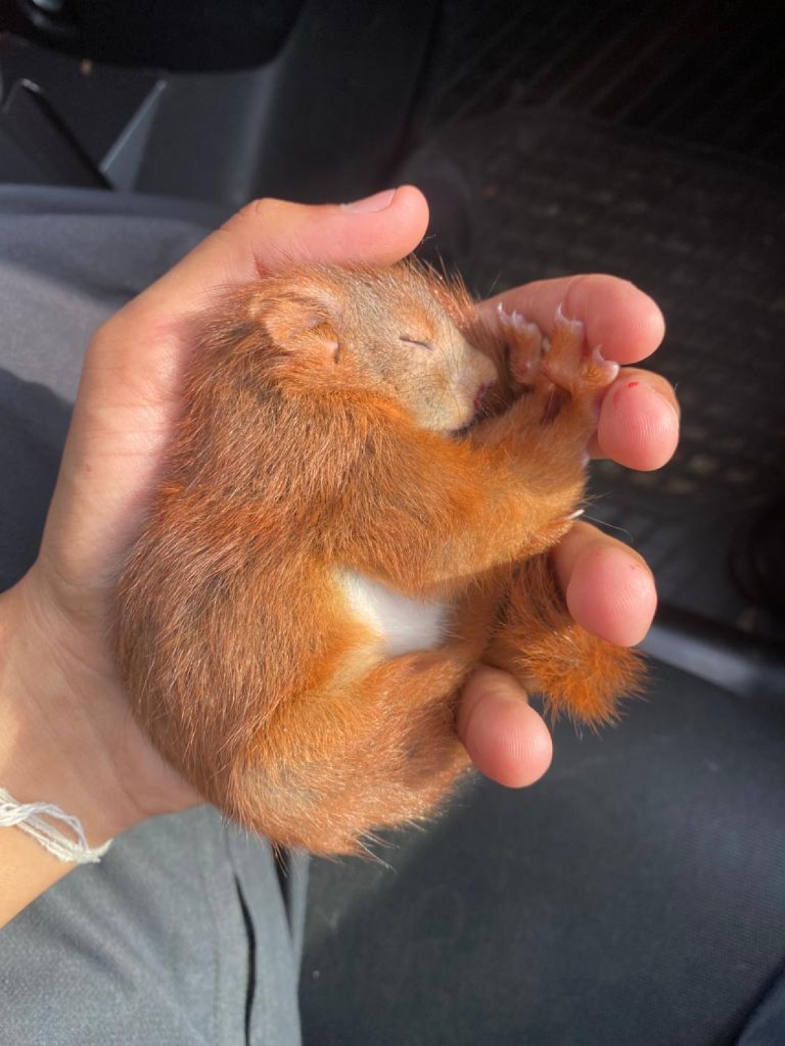 Das Eichhörnchen konnte von der Polizei gerettet werden