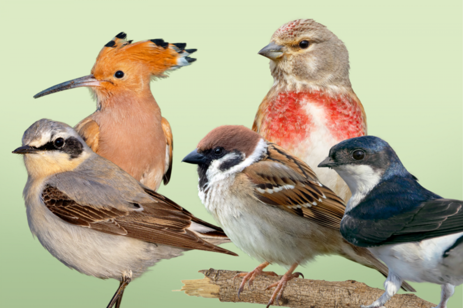 Deutschland wählt den Vogel des Jahres 2022.