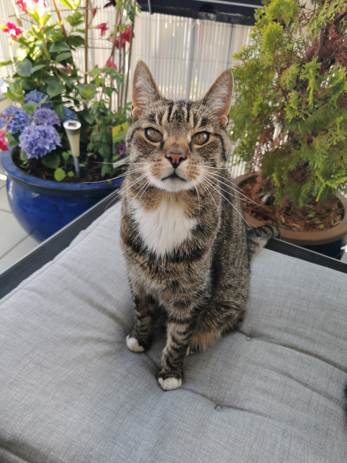 Wird seit Dienstagabend vermisst: Kater Tom.