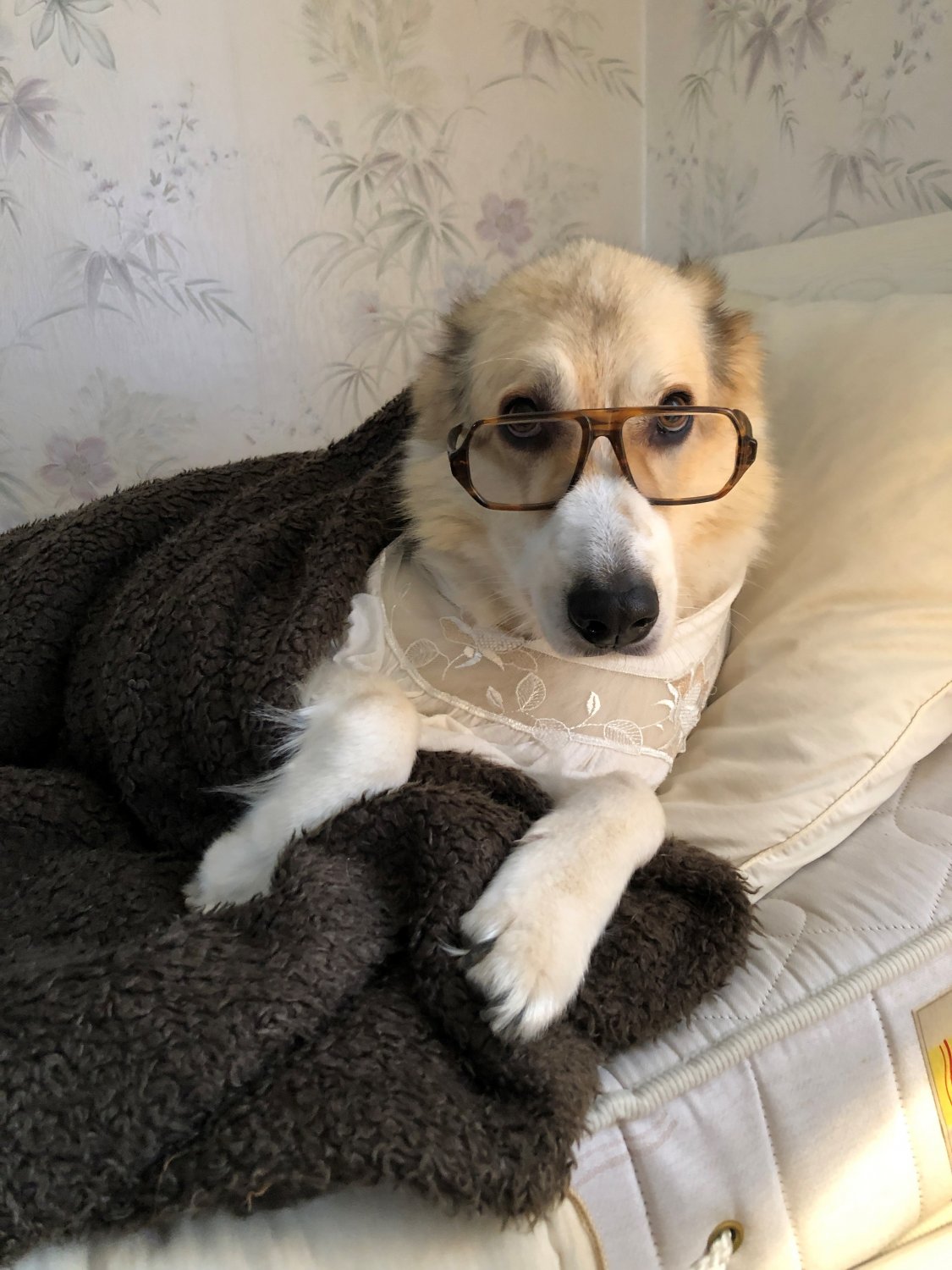 Familie Wolf hat ihren Hund verkleidet: Einmal als Großmutter von Rotkäppchen, getreu dem Motto „Aber Großmutter, wieso hast du so große Augen?“